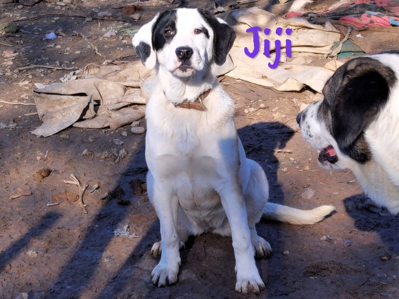 Jiji 07/2023 (in Deutschland) - sanfte und soziale, wundervolle Junghündin!