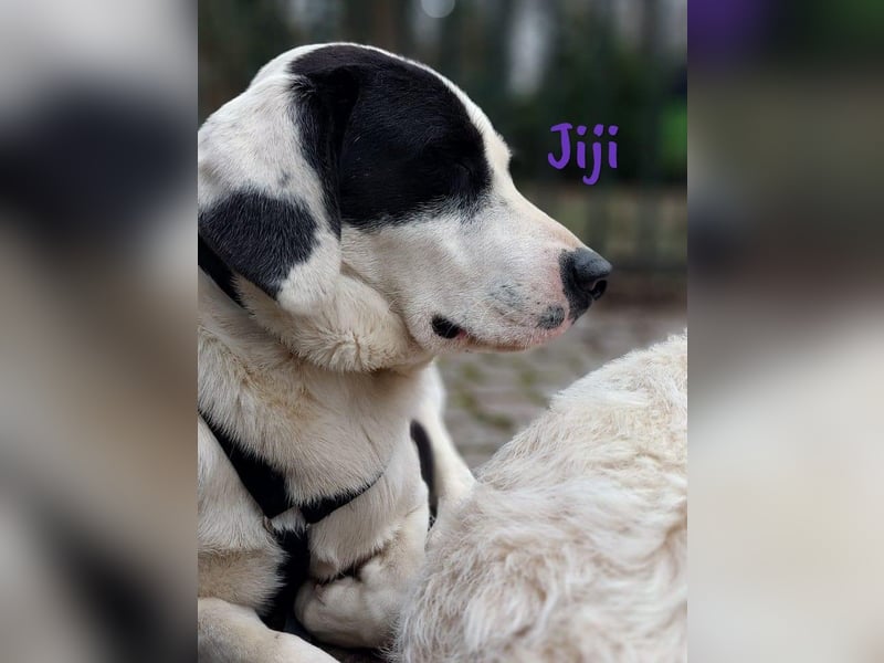 Jiji 07/2023 (in Deutschland) - sanfte und soziale, wundervolle Junghündin!