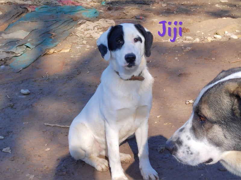 Jiji 07/2023 (in Deutschland) - sanfte und soziale, wundervolle Junghündin!