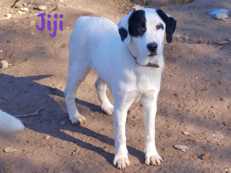 Jiji 07/2023 (in Deutschland) - sanfte und soziale, wundervolle Junghündin!