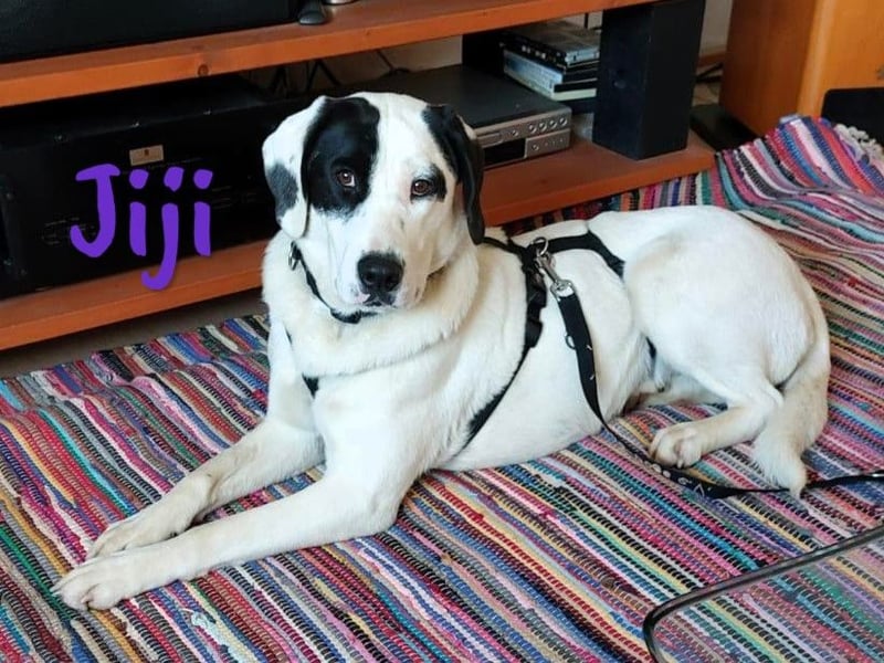 Jiji 07/2023 (in Deutschland) - sanfte und soziale, wundervolle Junghündin!