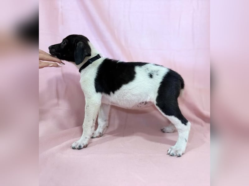 FREYA - Kleine zarte Hündin, rundum verträglich