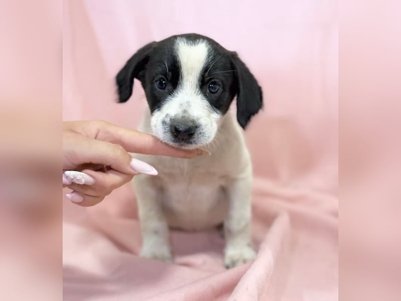 AMELIA - Süßes kleine Hundekind, offen, fröhlich, verspielt
