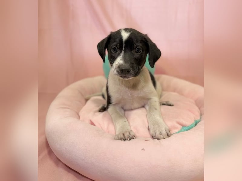 FREYA - Kleine zarte Hündin, rundum verträglich