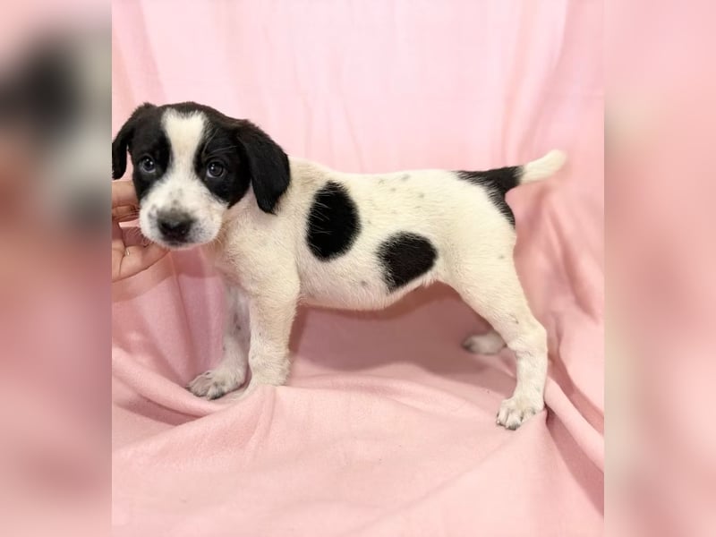 AMELIA - Süßes kleine Hundekind, offen, fröhlich, verspielt