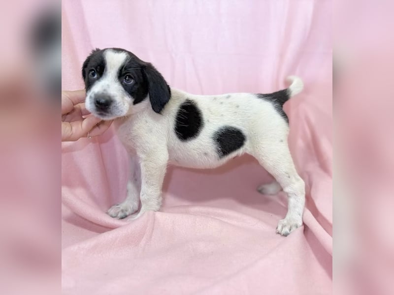 AMELIA - Süßes kleine Hundekind, offen, fröhlich, verspielt