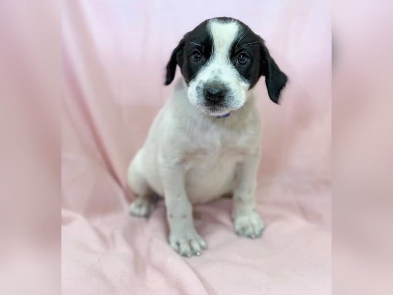 AMELIA - Süßes kleine Hundekind, offen, fröhlich, verspielt