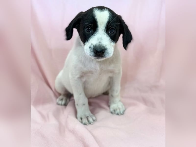 AMELIA - Süßes kleine Hundekind, offen, fröhlich, verspielt