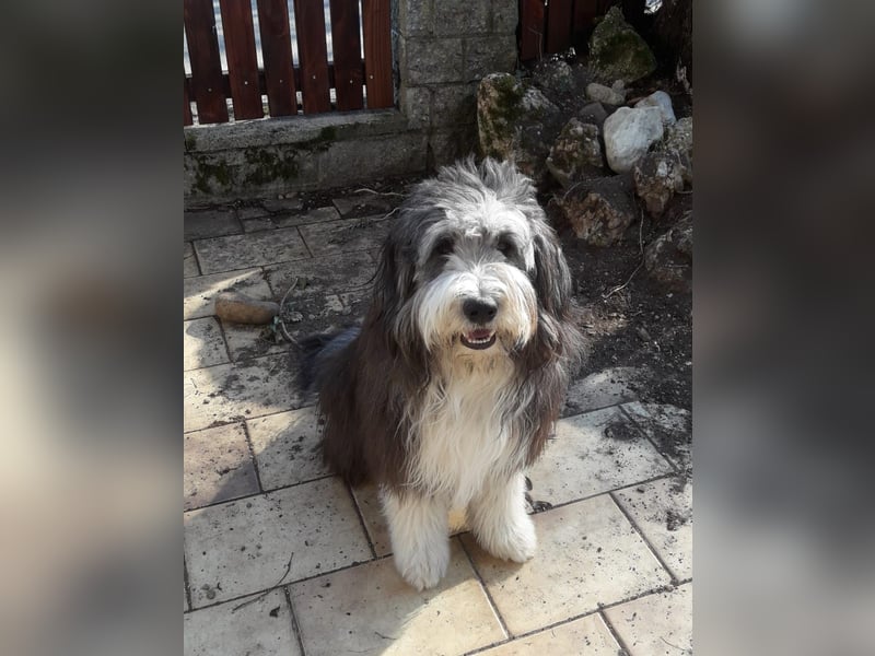 Herzige Mischlingswelpen, Bobtail mit Bearded Collie