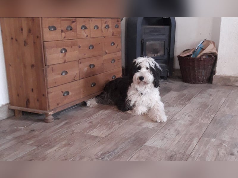 Herzige Mischlingswelpen, Bobtail mit Bearded Collie