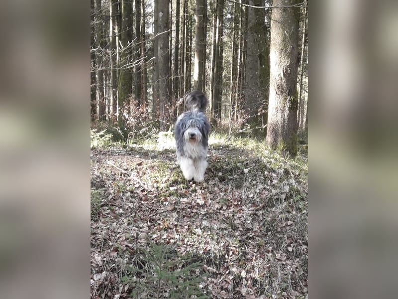 Herzige Mischlingswelpen, Bobtail mit Bearded Collie