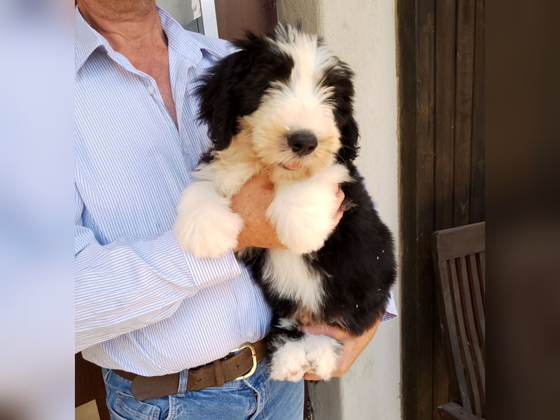 Herzige Mischlingswelpen, Bobtail mit Bearded Collie