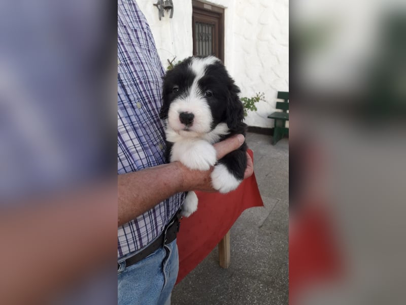 Herzige Mischlingswelpen, Bobtail mit Bearded Collie