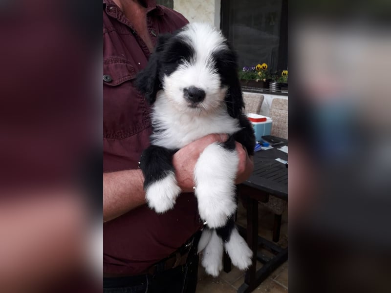 Herzige Mischlingswelpen, Bobtail mit Bearded Collie
