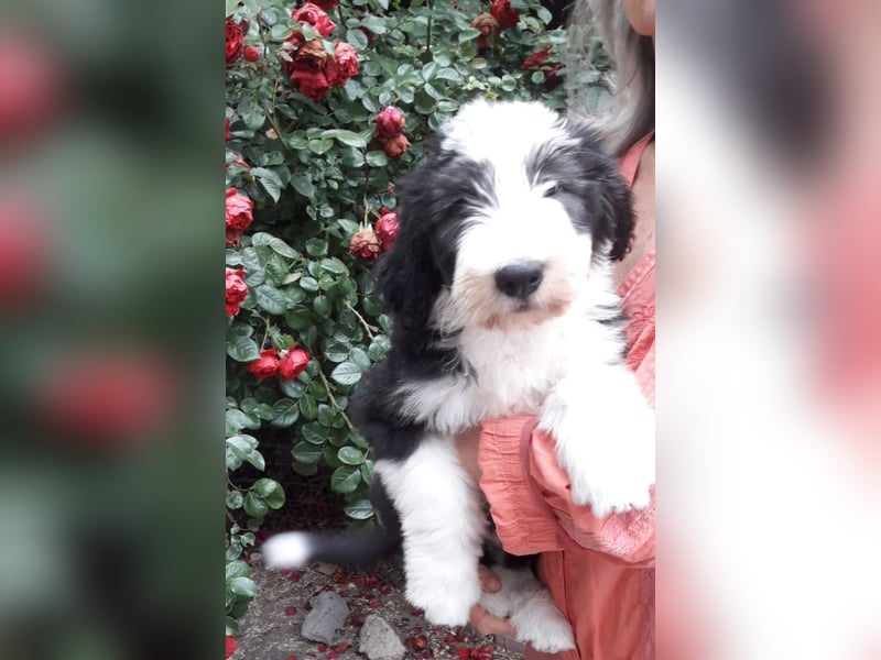 Herzige Mischlingswelpen, Bobtail mit Bearded Collie