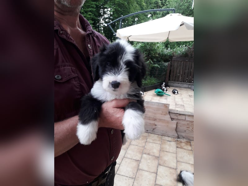 Herzige Mischlingswelpen, Bobtail mit Bearded Collie