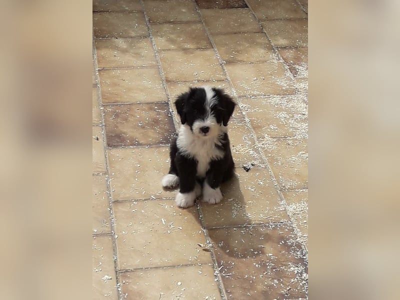 Herzige Mischlingswelpen, Bobtail mit Bearded Collie