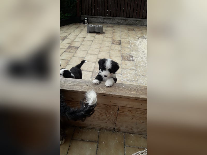 Herzige Mischlingswelpen, Bobtail mit Bearded Collie