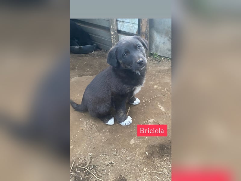Briciola sucht ihr Zuhause