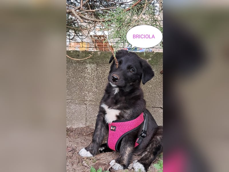 Briciola sucht ihr Zuhause