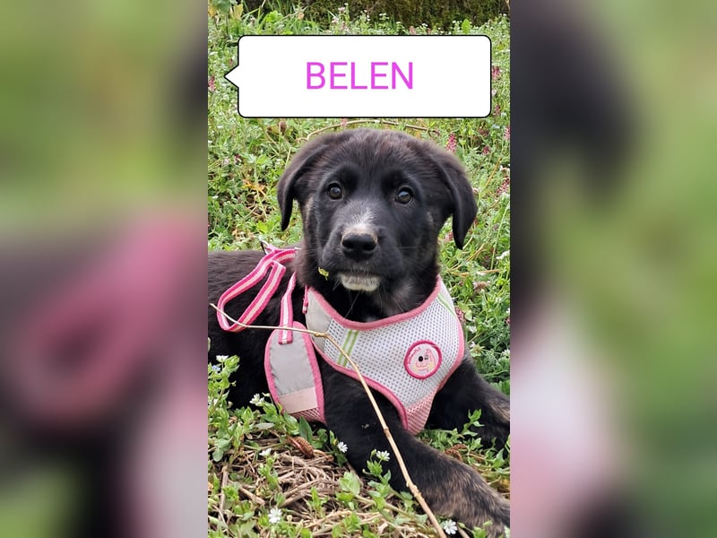 Belen sucht ihr Körbchen
