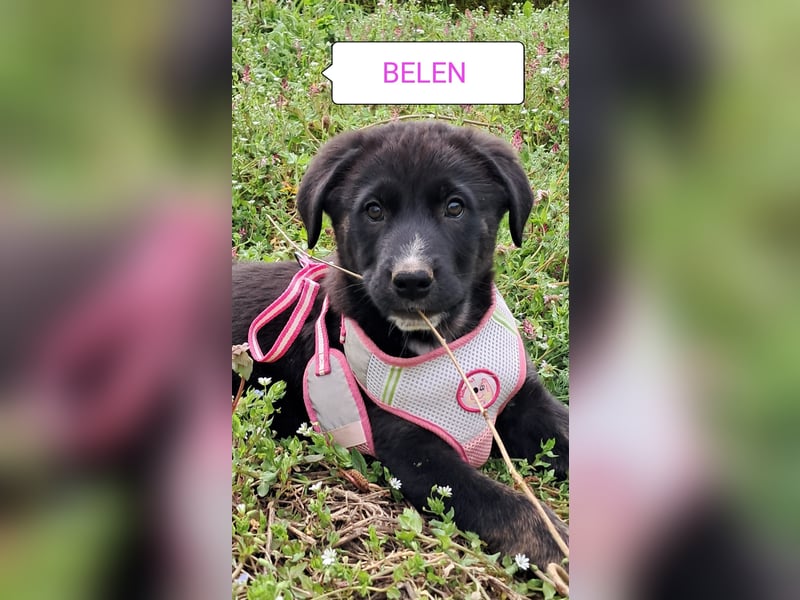 Belen sucht ihr Körbchen