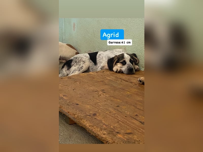 Agrid sucht liebevolles Zuhause