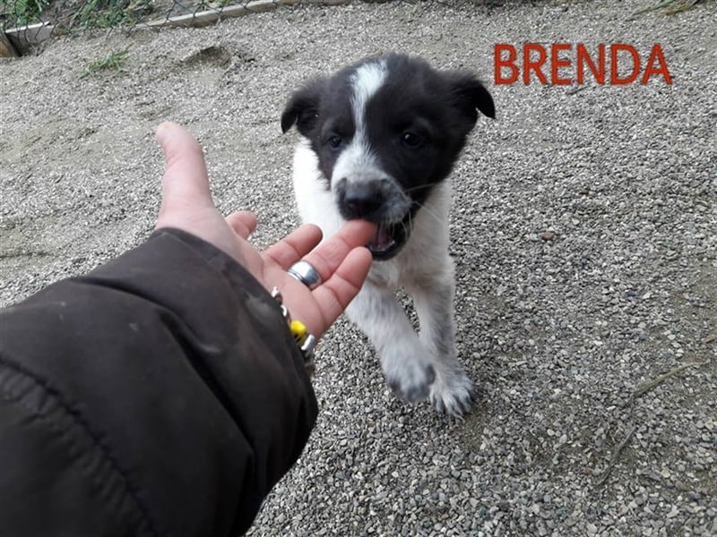 Brenda sucht liebevolles Zuhause
