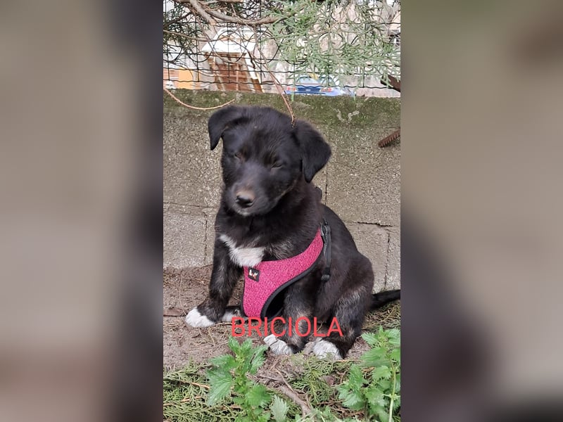 Briciola sucht ihr Zuhause