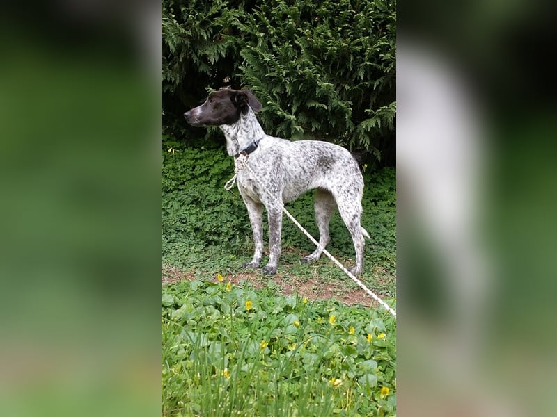 Luna sucht ihre Menschen