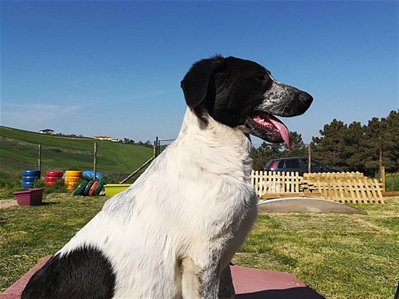 Brenda sucht liebevolles Zuhause