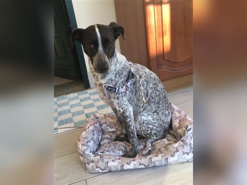 Luna sucht ihre Menschen