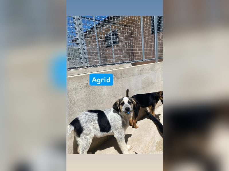 Agrid sucht liebevolles Zuhause