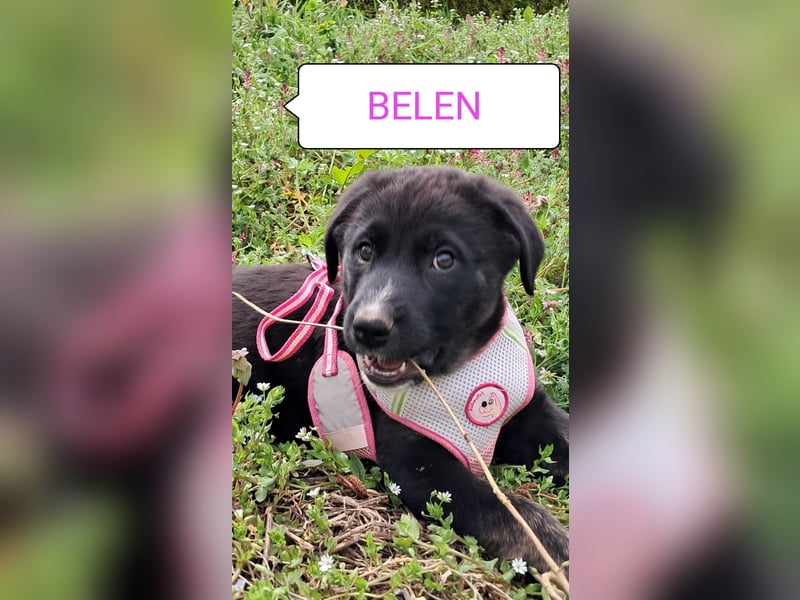Belen sucht ihr Körbchen
