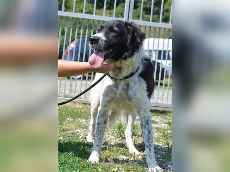 Liebevolle Gina sucht ihren Partner Mensch