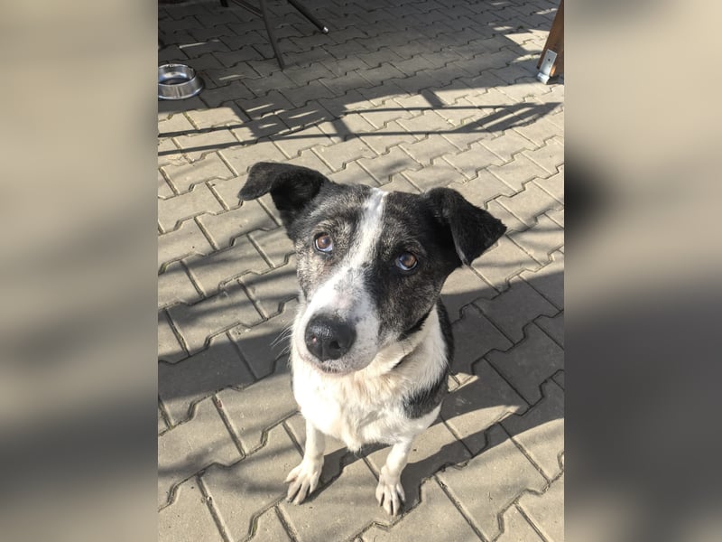Molly - schon etwas älter aber bezaubernd