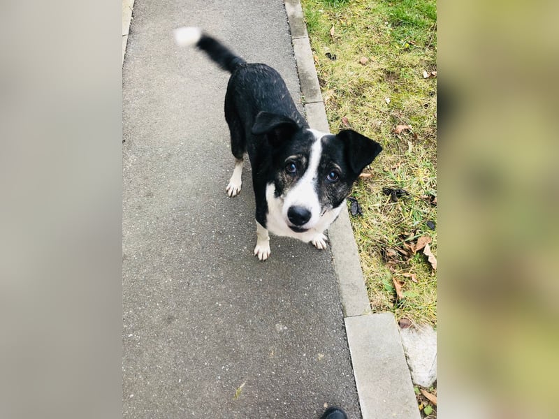 Molly - schon etwas älter aber bezaubernd
