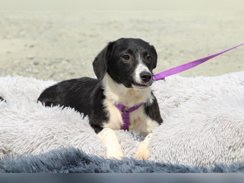 Hazel sucht ihre Lieblingsmenschen