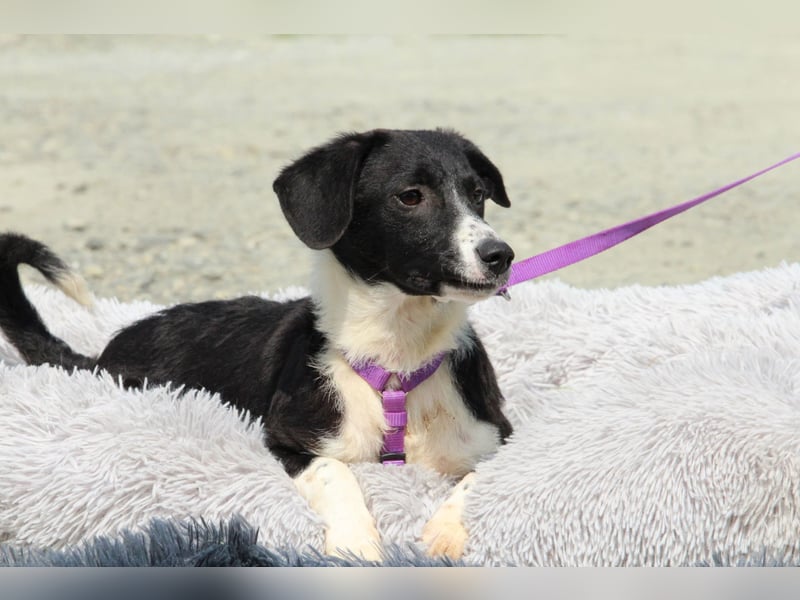 Hazel sucht ihre Lieblingsmenschen