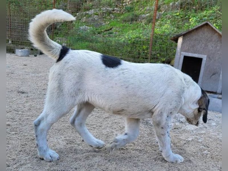 Ananda ❤️ liebe Fellfreundin fürs Leben