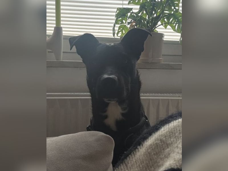 Greta ❤️ wartet in 45147 Essen