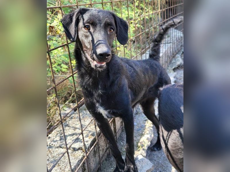 Sweet Coco: offenes, junges, verspieltes Hundemädl