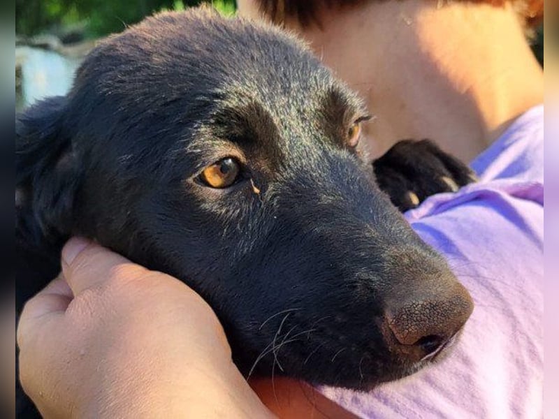 Schmusepfote  ♥ Cassia ♥ tolle, junge Familienhündin