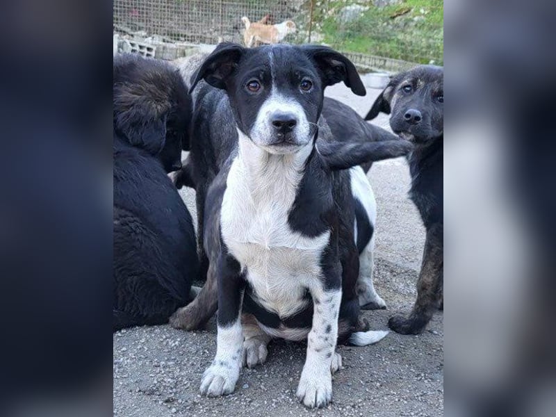 Wunderbare ♥Wilma♥ ist eine zarte Wucht