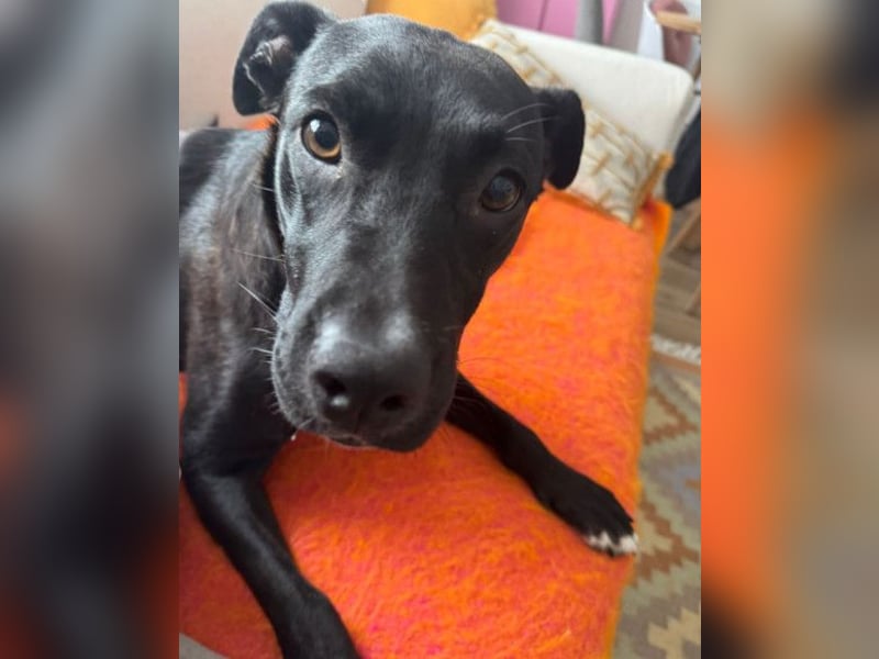 Greta ❤️ wartet in 45147 Essen