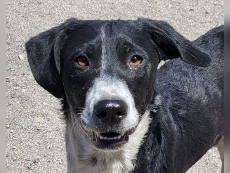Wunderbare ♥♥ Wilma ♥♥ wartet bereits in 04157 Leipzig auf ihre Für-Immer-Menschen