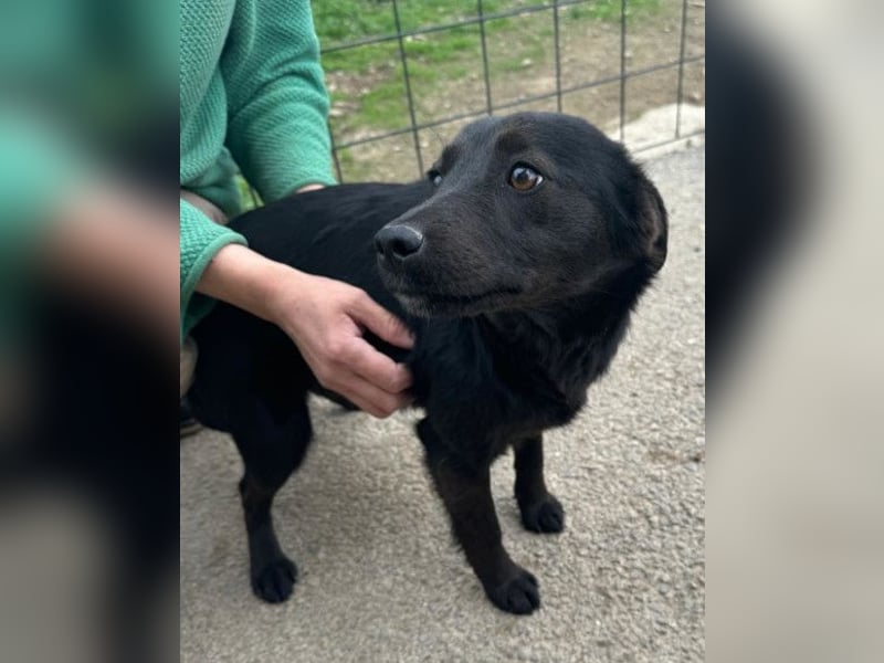 Marla ❤️ sanfte, liebe junge Hündin!