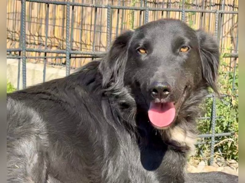 Shari ❤️ süße Schnauze sucht dich!