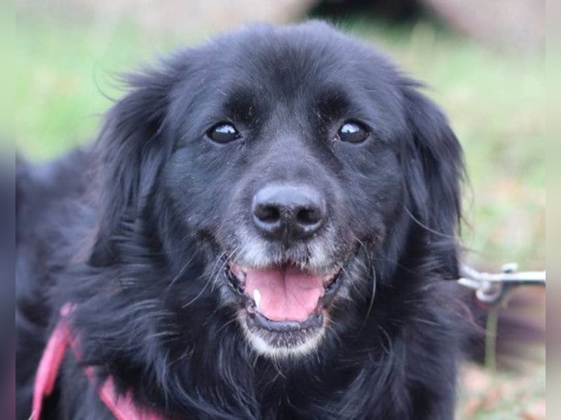 OldLady ZIVA❤️sanfte, ruhige und verschmuste Seelenhündin