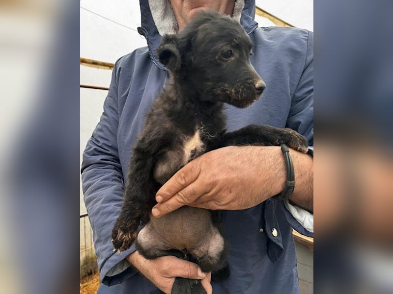 Sweet Coco: offenes, junges, verspieltes Hundemädl